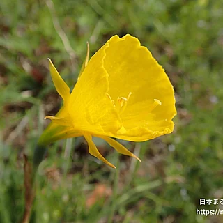 ペチコートスイセン（花）の写真
