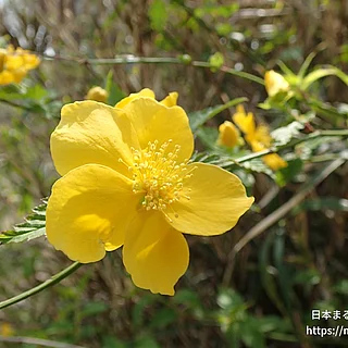 ヤマブキ（花）の写真