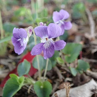 ニオイタチツボスミレ（花）の写真