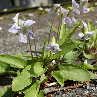 アリアケスミレ（花）の写真