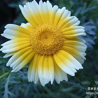 シュンギク（花）の写真