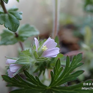 アメリカフウロ（花）の写真