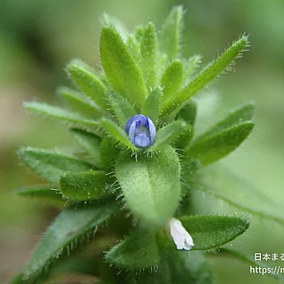 タチイヌノフグリの写真