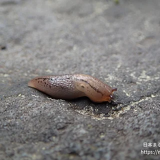 チャコウラナメクジの写真