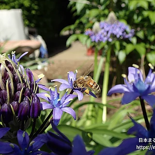 セイヨウミツバチ（成体）の写真
