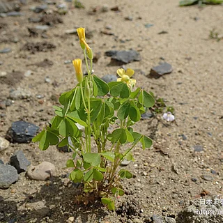 オッタチカタバミ（花）の写真