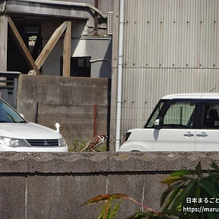 スズメの写真
