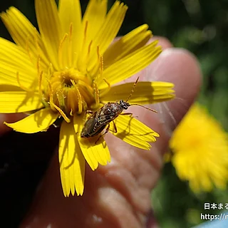 スカシヒメヘリカメムシの写真