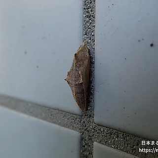 モンシロチョウの写真