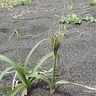 コウボウムギの写真