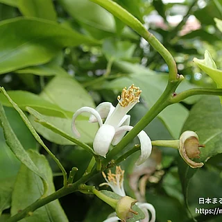 レモン（花）の写真