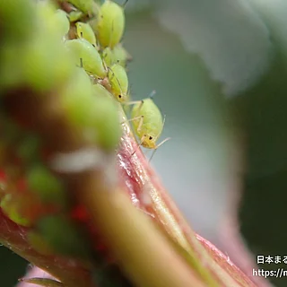 ユキヤナギアブラムシの写真