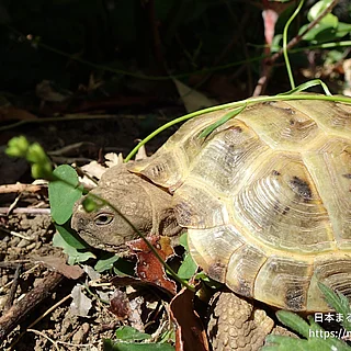 ヨツユビリクガメの写真