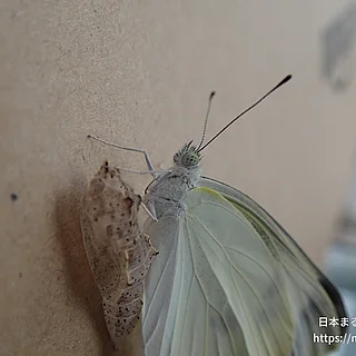 モンシロチョウ（成体）の写真