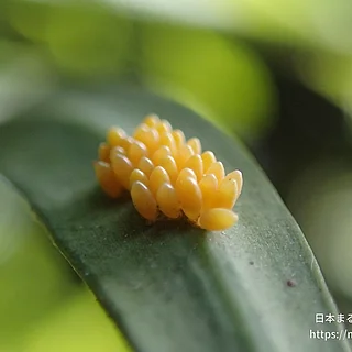 ナミテントウの写真