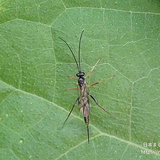 ヒメバチ科（成体）の写真