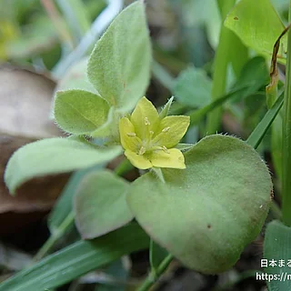 コナスビ（花）の写真