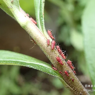 セイタカアワダチソウヒゲナガアブラムシの写真