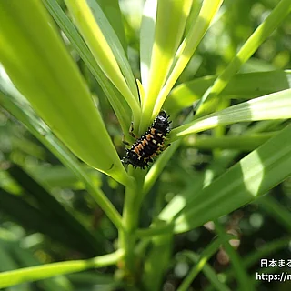 ナミテントウの写真