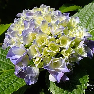 アジサイ（花）の写真