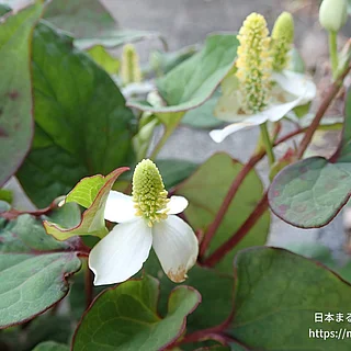 ドクダミ（花）の写真