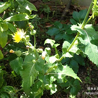 ノゲシ（花）の写真