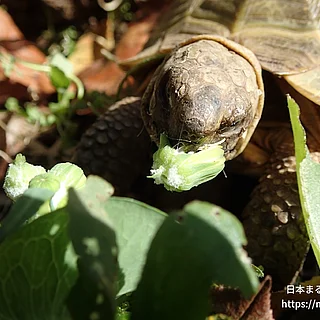 ヨツユビリクガメの写真