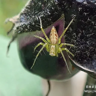 ササグモの写真