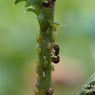 アミメアリ（成体）の写真