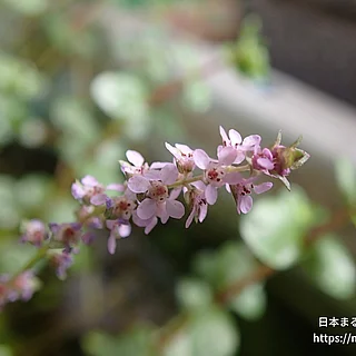 ホザキキカシグサ（花）の写真