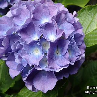 アジサイ（花）の写真