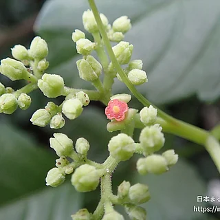 ヤブカラシの写真