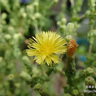 サニーレタス（花）の写真