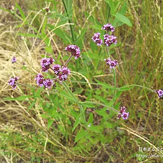 ヤナギハナガサ（花）の写真