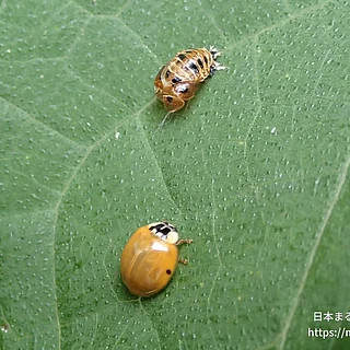 ナミテントウの写真