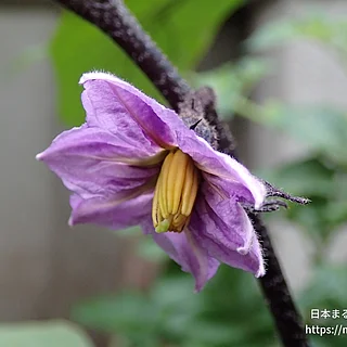 ナス（花）の写真