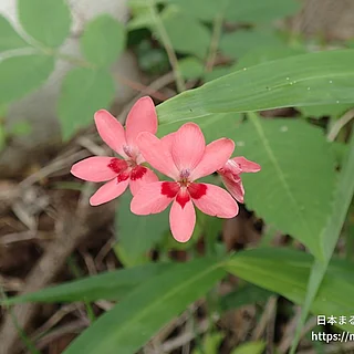 ヒメヒオウギアヤメ（花）の写真