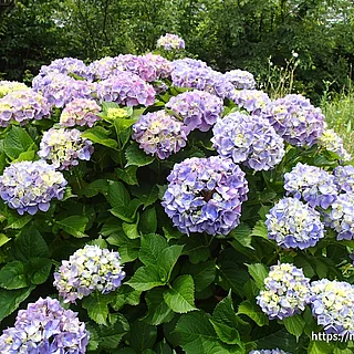 アジサイ（花）の写真