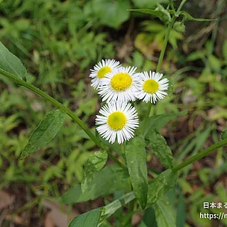 ヒメジョオン（花）の写真