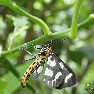 ウメエダシャク（成体）の写真