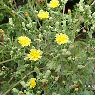 サニーレタス（花）の写真