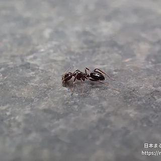 アリ科（成体）の写真