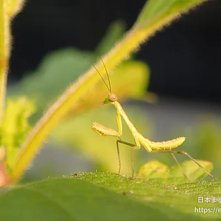 ハラビロカマキリ（幼体）の写真