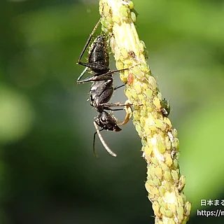 クロオオアリ（成体）の写真