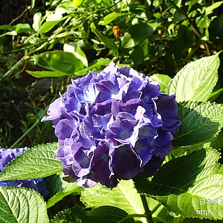アジサイ（花）の写真