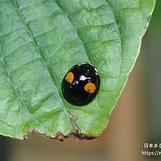 ナミテントウの写真
