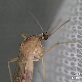 アカイエカの写真