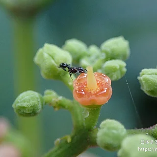 ヤブカラシの写真