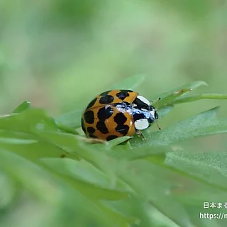 ナミテントウの写真