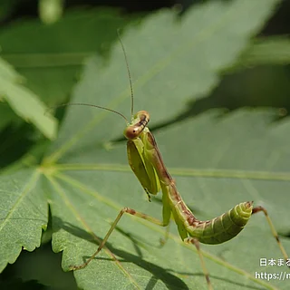 ハラビロカマキリ（幼体）の写真